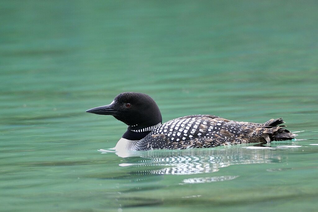 Plongeon imbrinadulte