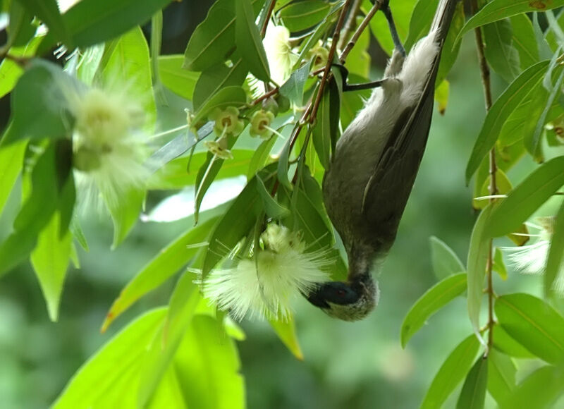 Helmeted Friarbird