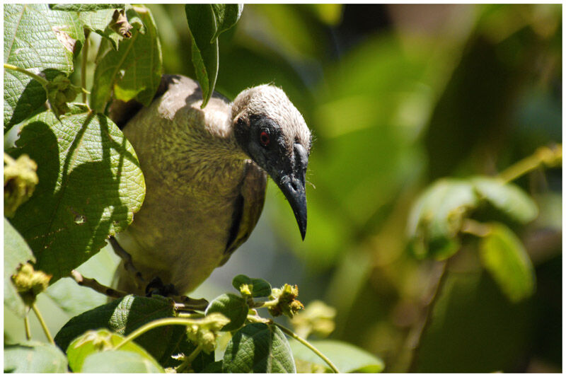Hornbill Friarbirdadult