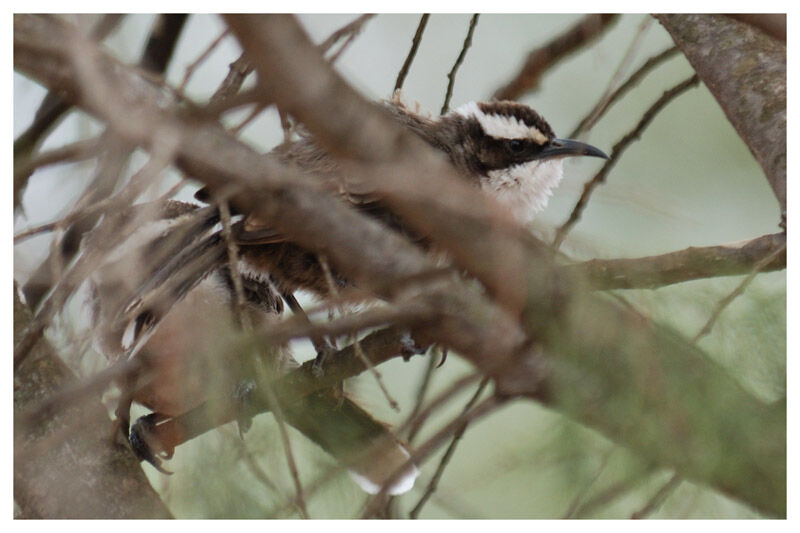 White-browed Babbleradult