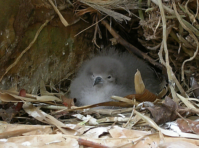 Sargasso Shearwater