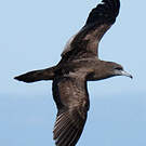 Puffin fouquet
