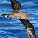 Puffin fouquet