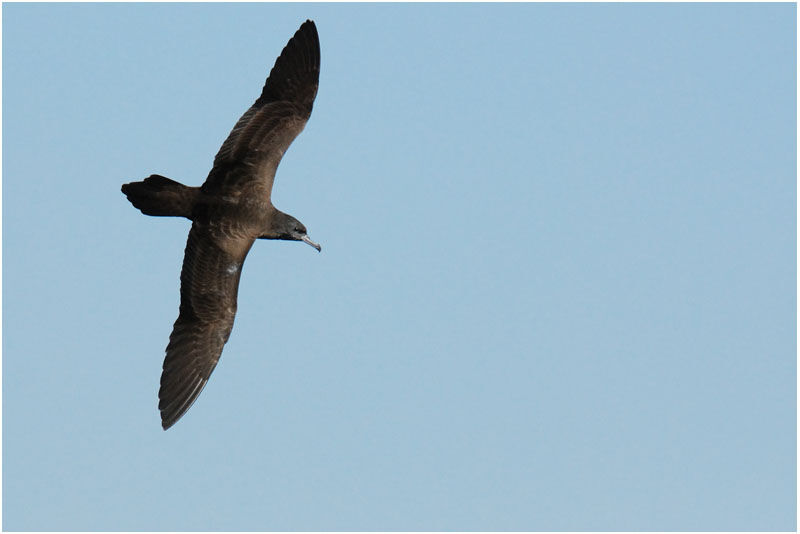 Wedge-tailed Shearwater