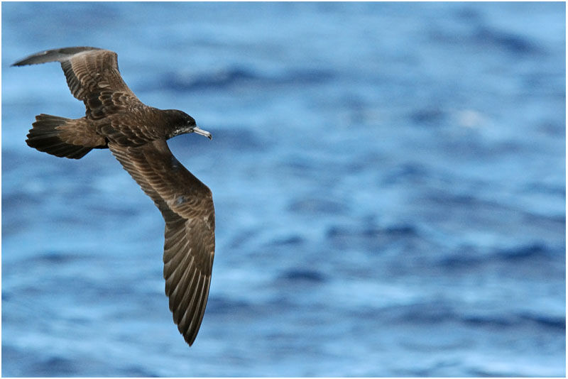 Wedge-tailed Shearwater