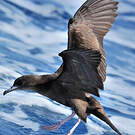 Puffin fouquet