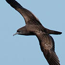 Puffin fouquet