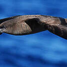 Puffin fouquet