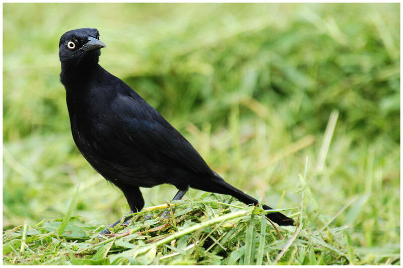 Carib Grackleadult