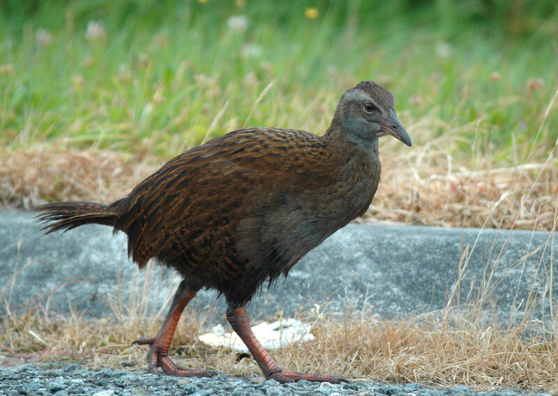 Weka