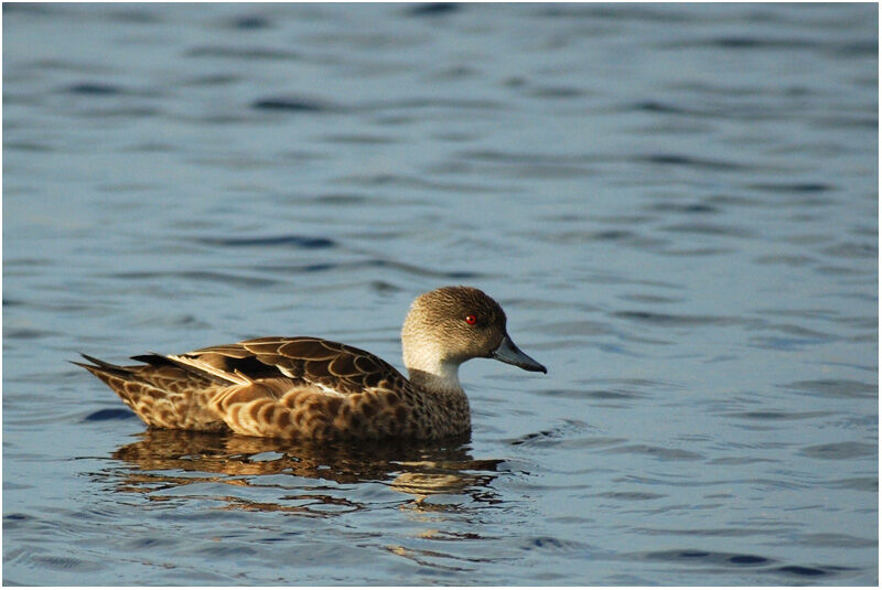 Grey Tealadult