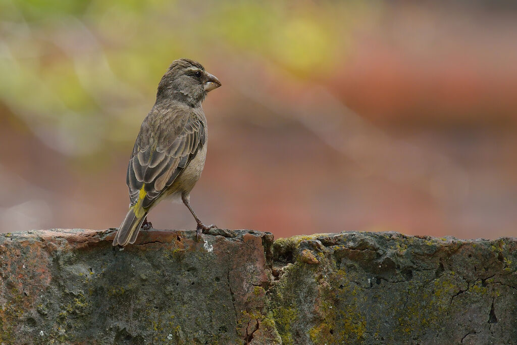 Serin à gorge blancheadulte