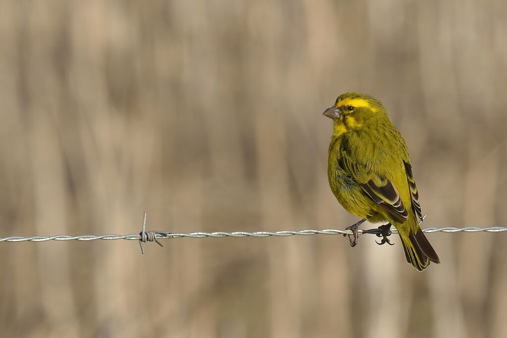 Serin de Sainte-Hélène mâle adulte