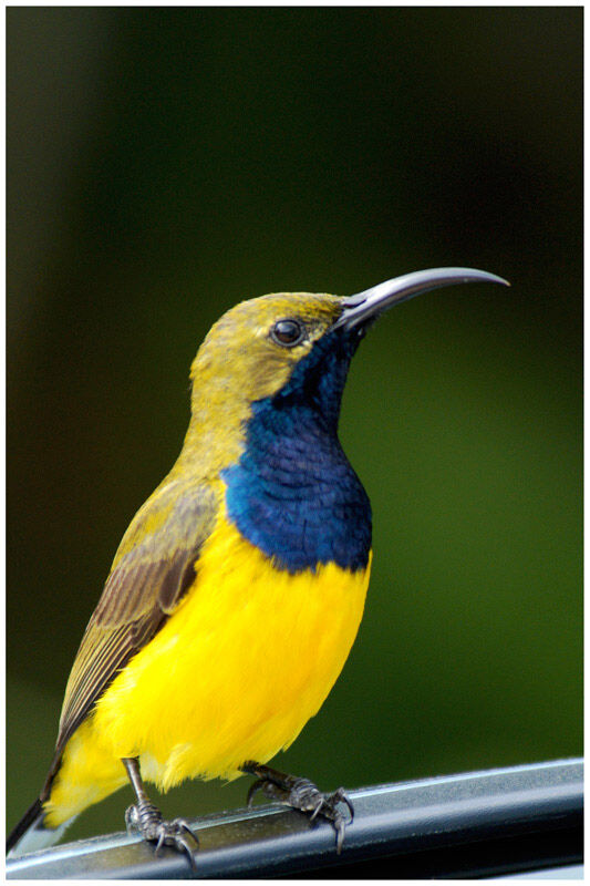 Sahul Sunbird male adult