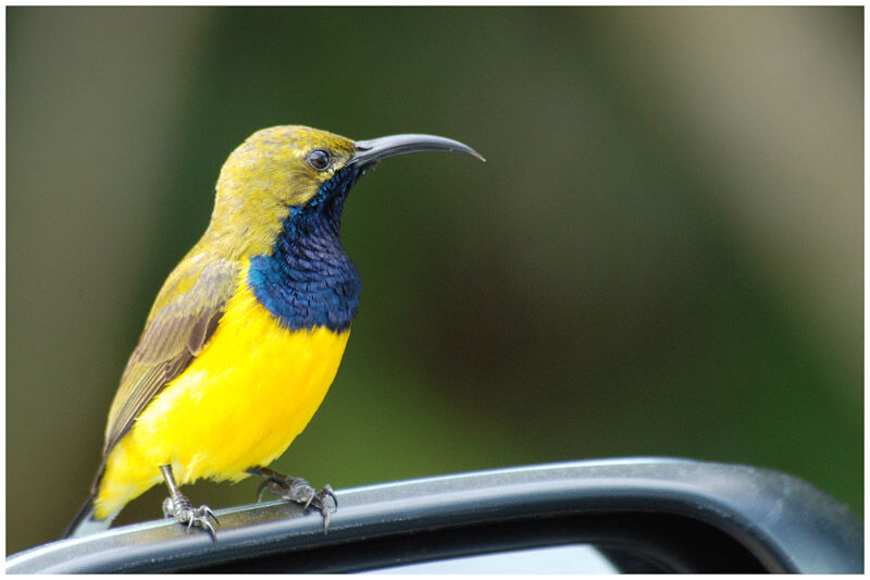 Sahul Sunbird male adult