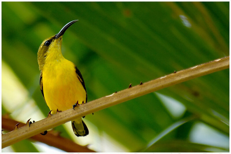 Sahul Sunbird female adult