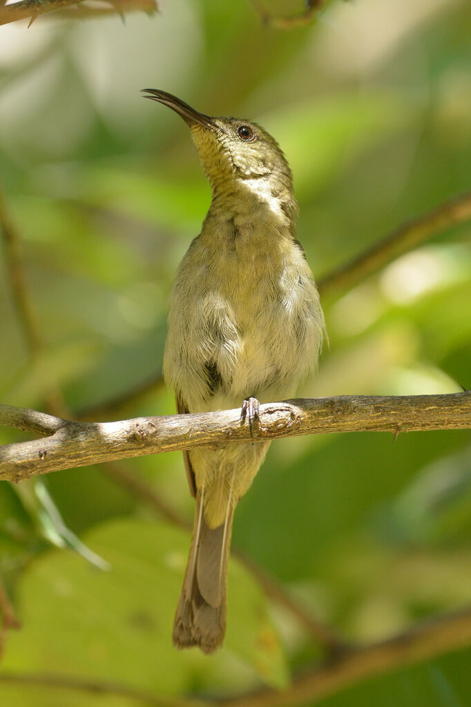 Olive Sunbirdadult