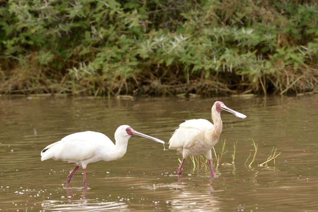 African Spoonbilladult