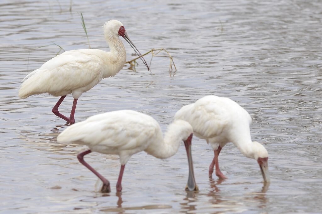 African Spoonbilladult