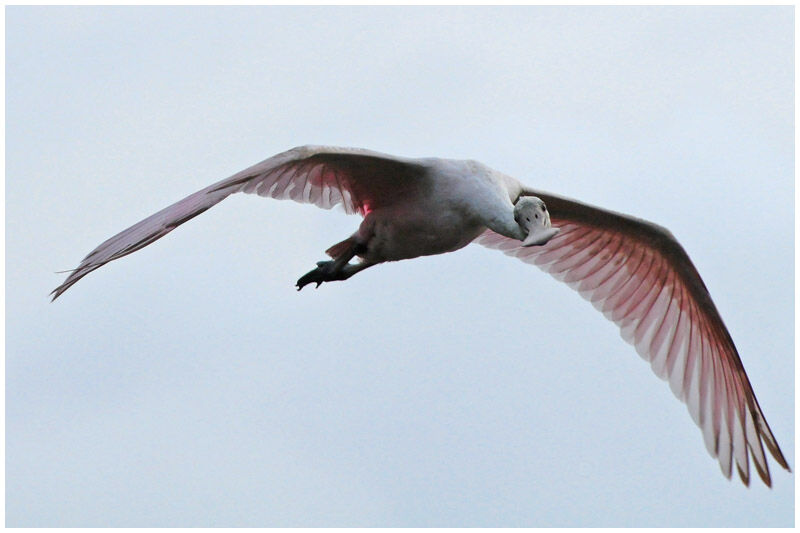 Roseate Spoonbilladult