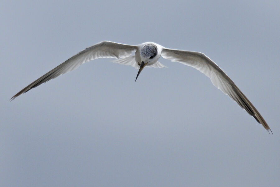 Yellow-billed Ternadult post breeding