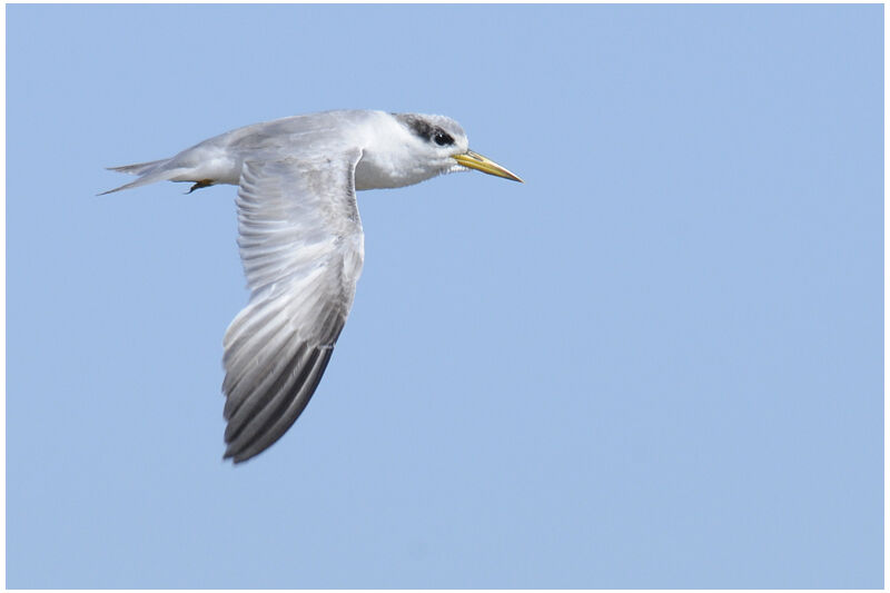 Yellow-billed Ternadult post breeding