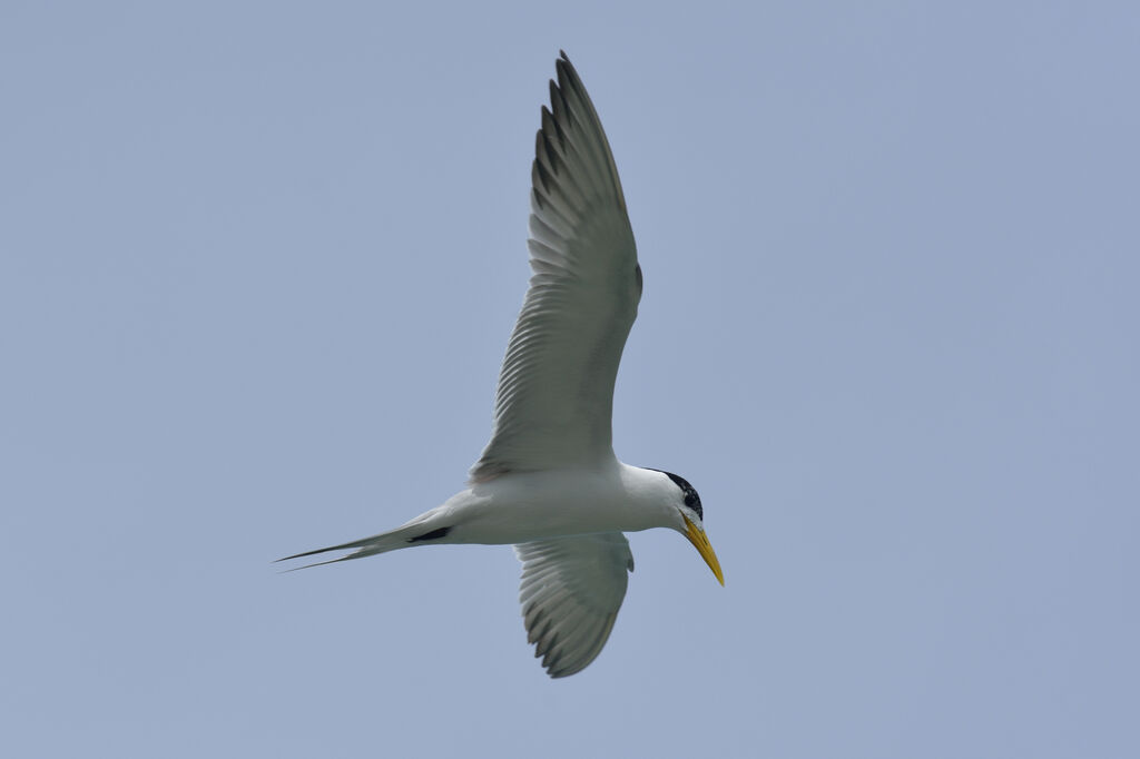 Greater Crested Ternadult, Flight, fishing/hunting