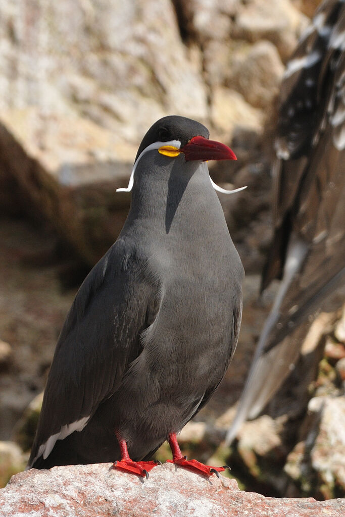 Sterne incaadulte, identification