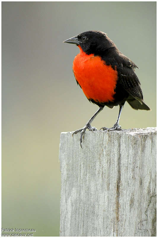 Red-breasted Meadowlark male adult breeding, close-up portrait