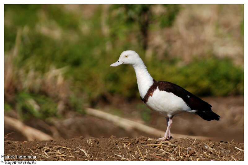 Radjah Shelduckadult, identification