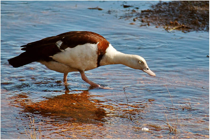 Tadorne radjahadulte
