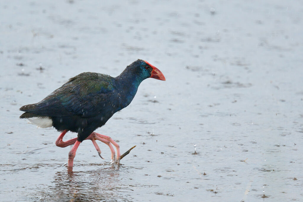 African Swamphenadult