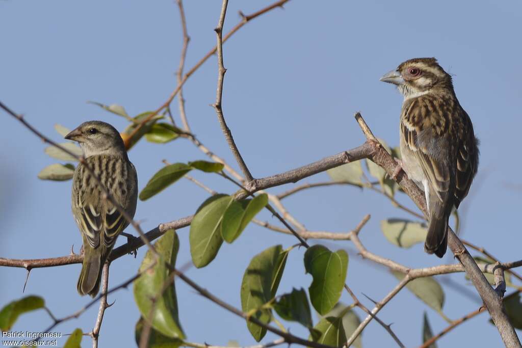 Sakalava Weaver female adult post breeding, identification
