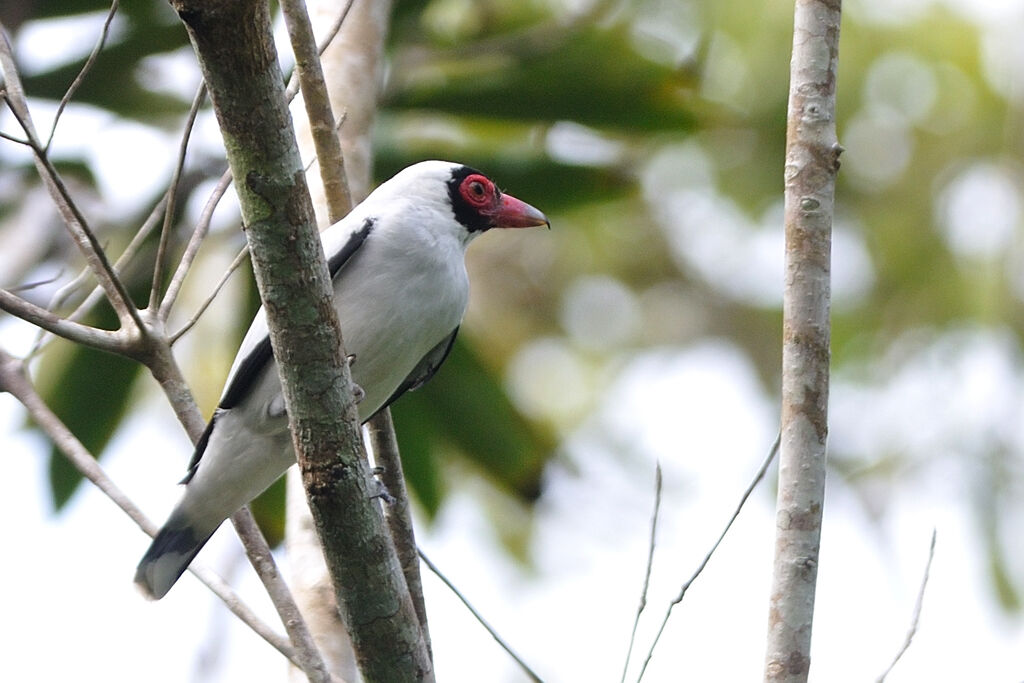 Masked Tityra male adult, identification