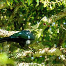 Touraco louri