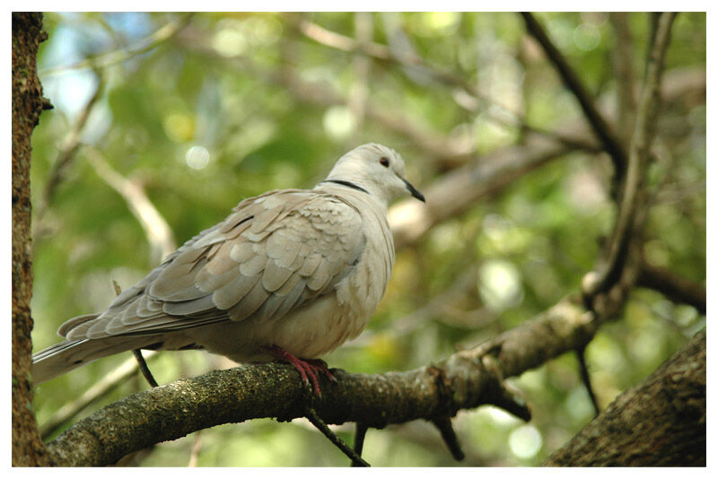 African Collared Doveadult