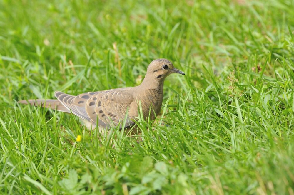 Mourning Doveimmature