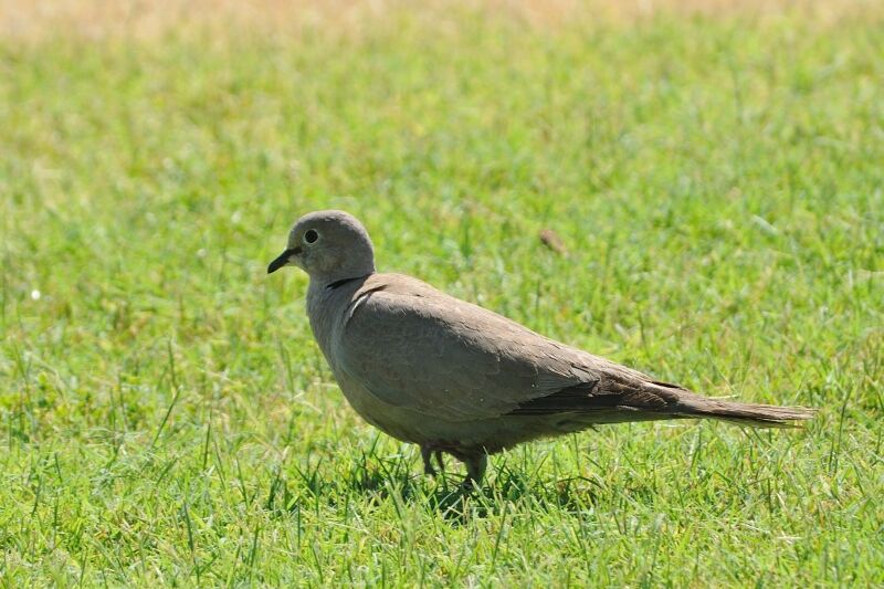 Eurasian Collared Doveadult