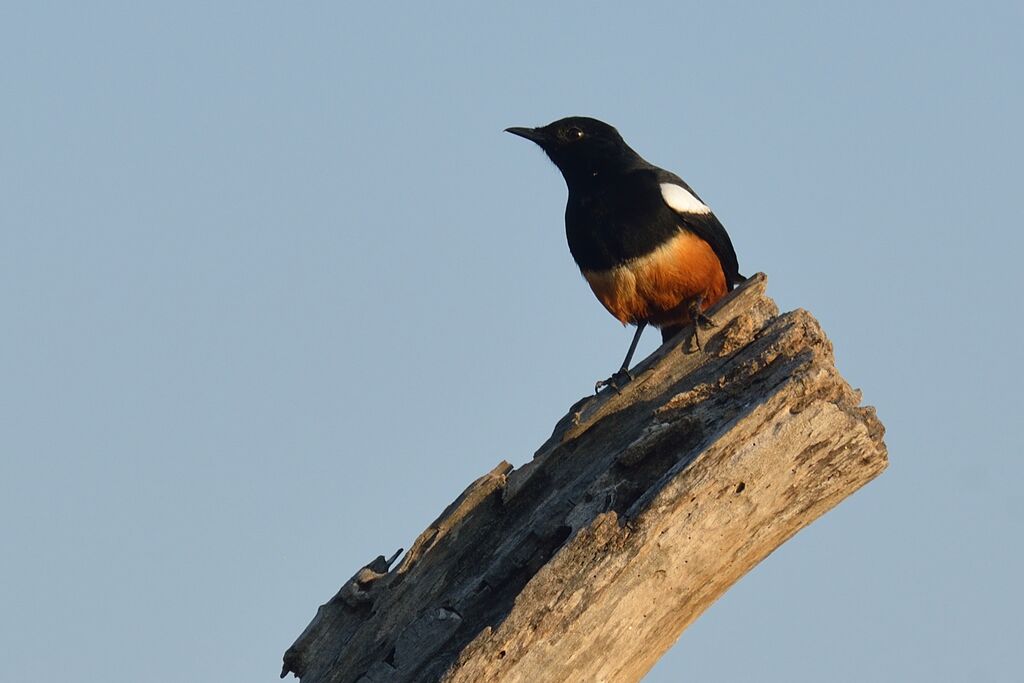 Mocking Cliff Chat male adult