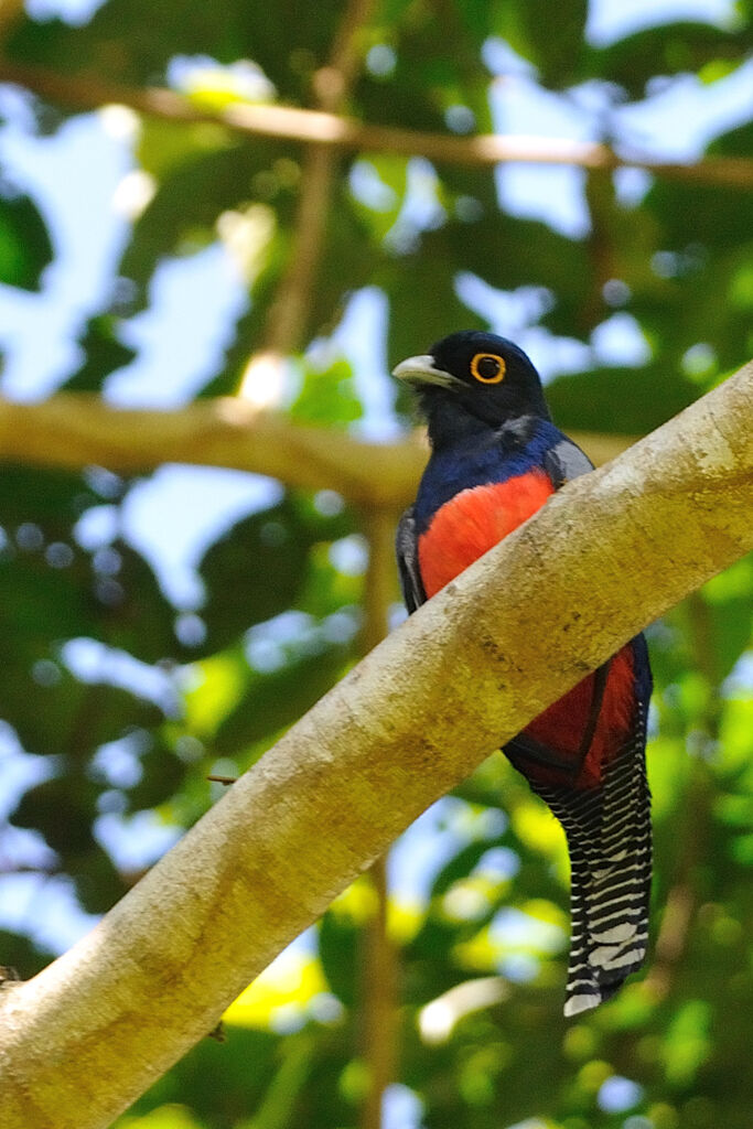 Trogon couroucou mâle adulte, identification