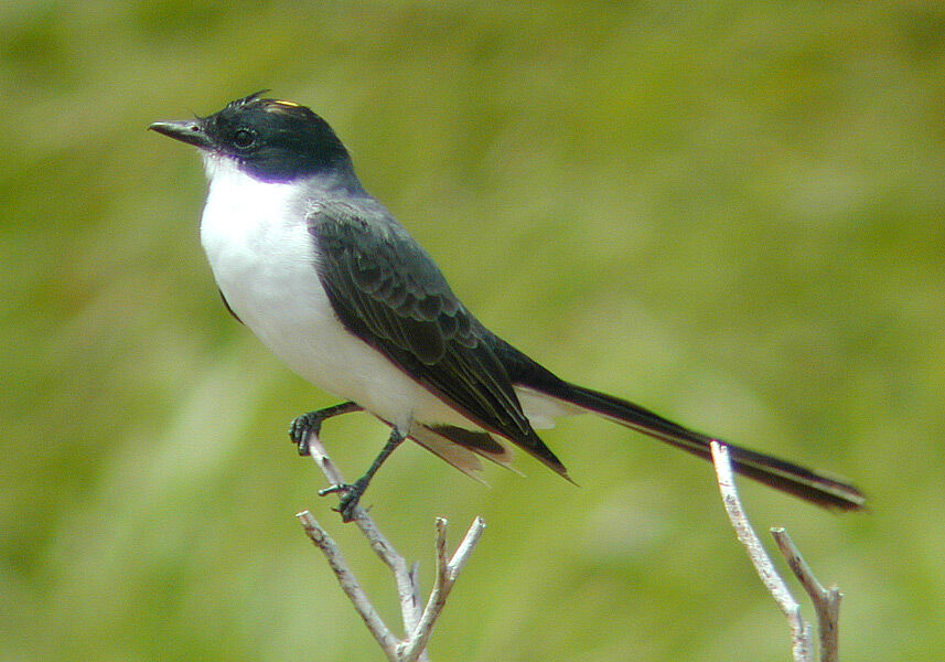 Fork-tailed Flycatcher