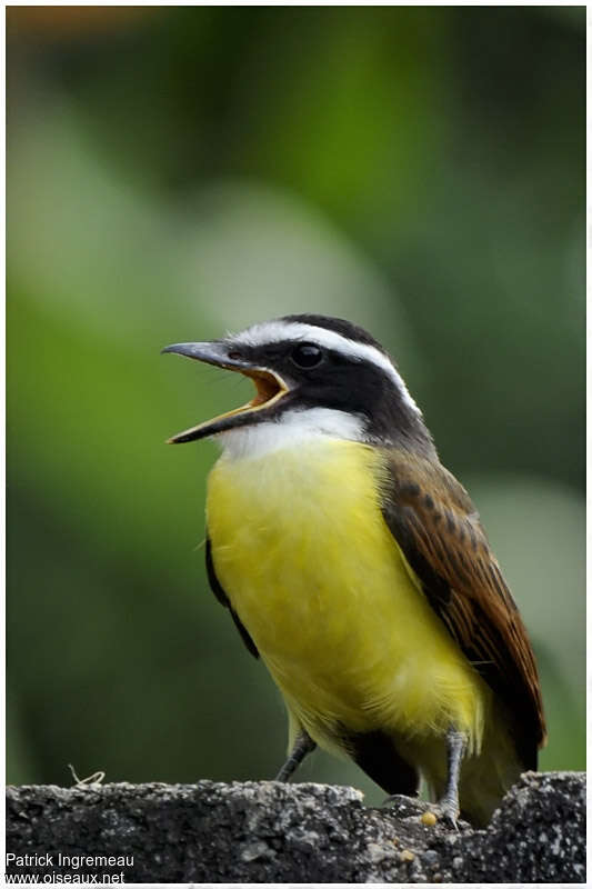 Great Kiskadeeadult, close-up portrait, song