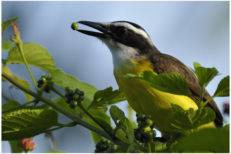 Great Kiskadeeadult, identification