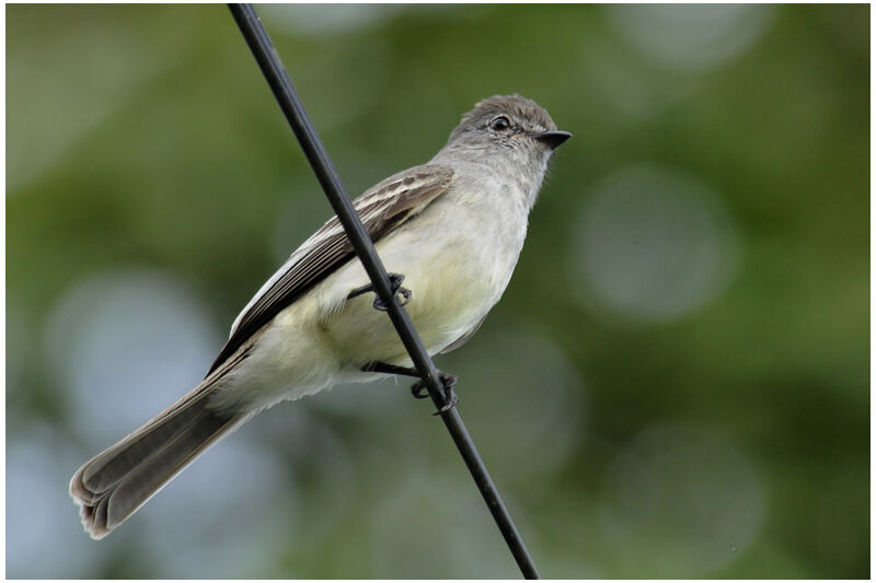 Northern Scrub Flycatcheradult