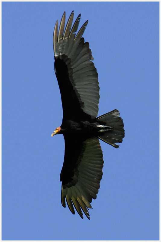 Lesser Yellow-headed Vultureadult