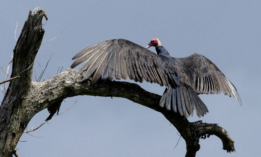 Urubu à tête rougeadulte
