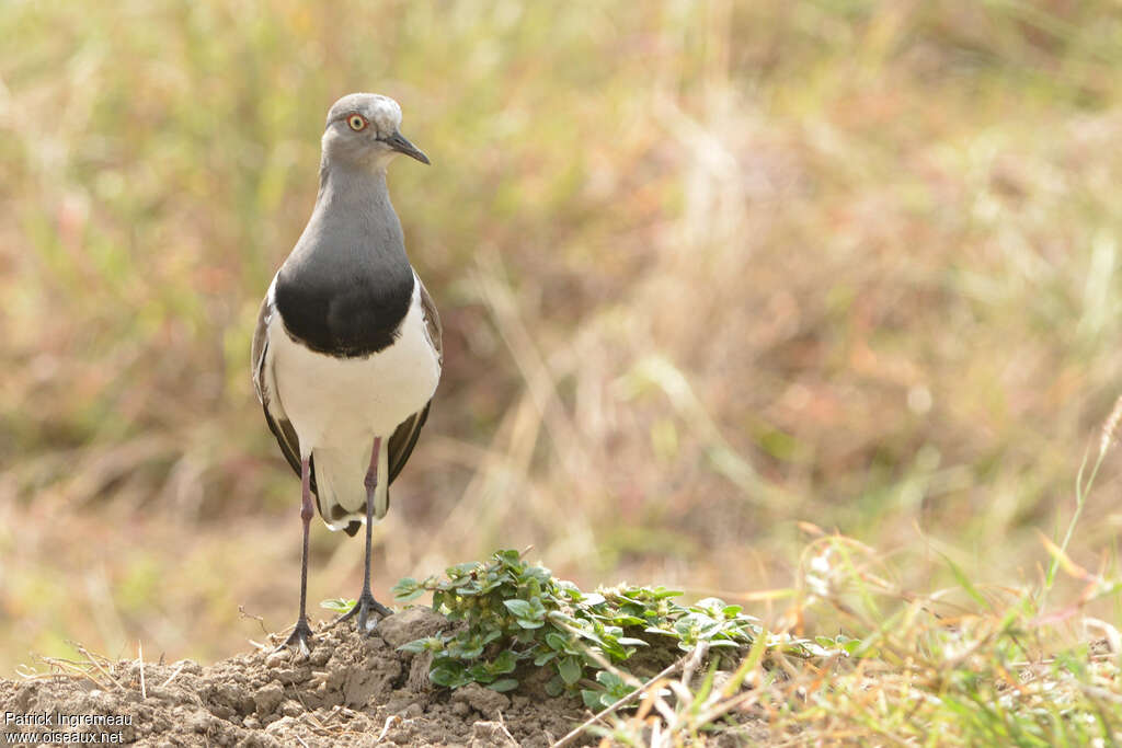 Vanneau à ailes noiresadulte