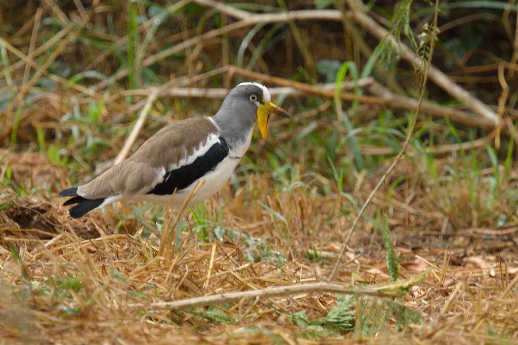 White-crowned Lapwingadult
