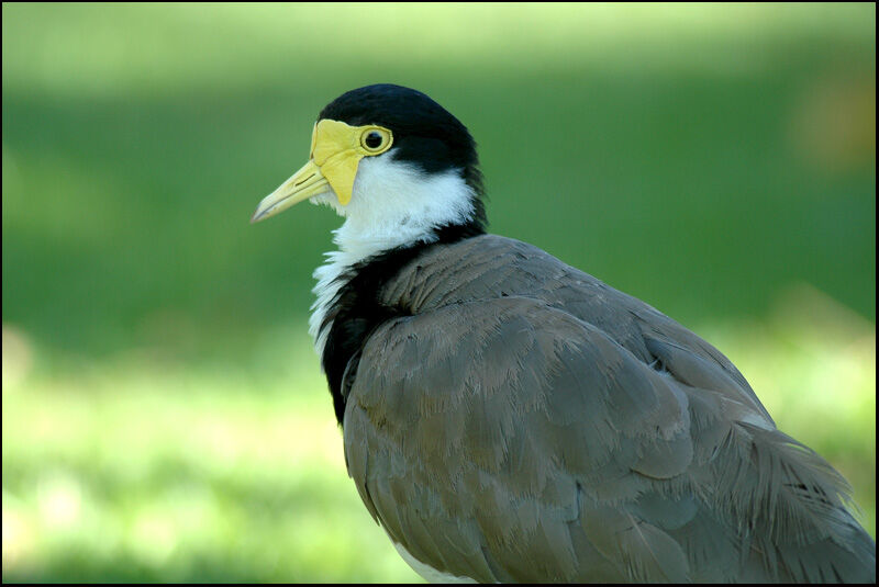 Masked Lapwing