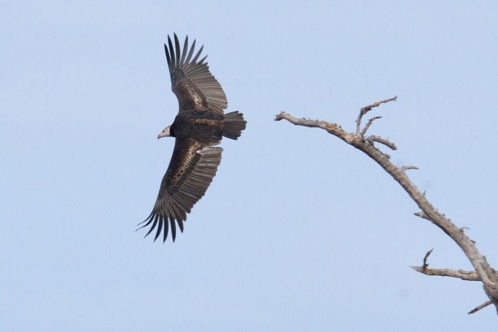 Vautour à tête blancheadulte